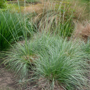 grijsgroen zwenkgras - Festuca mairei - Willemse