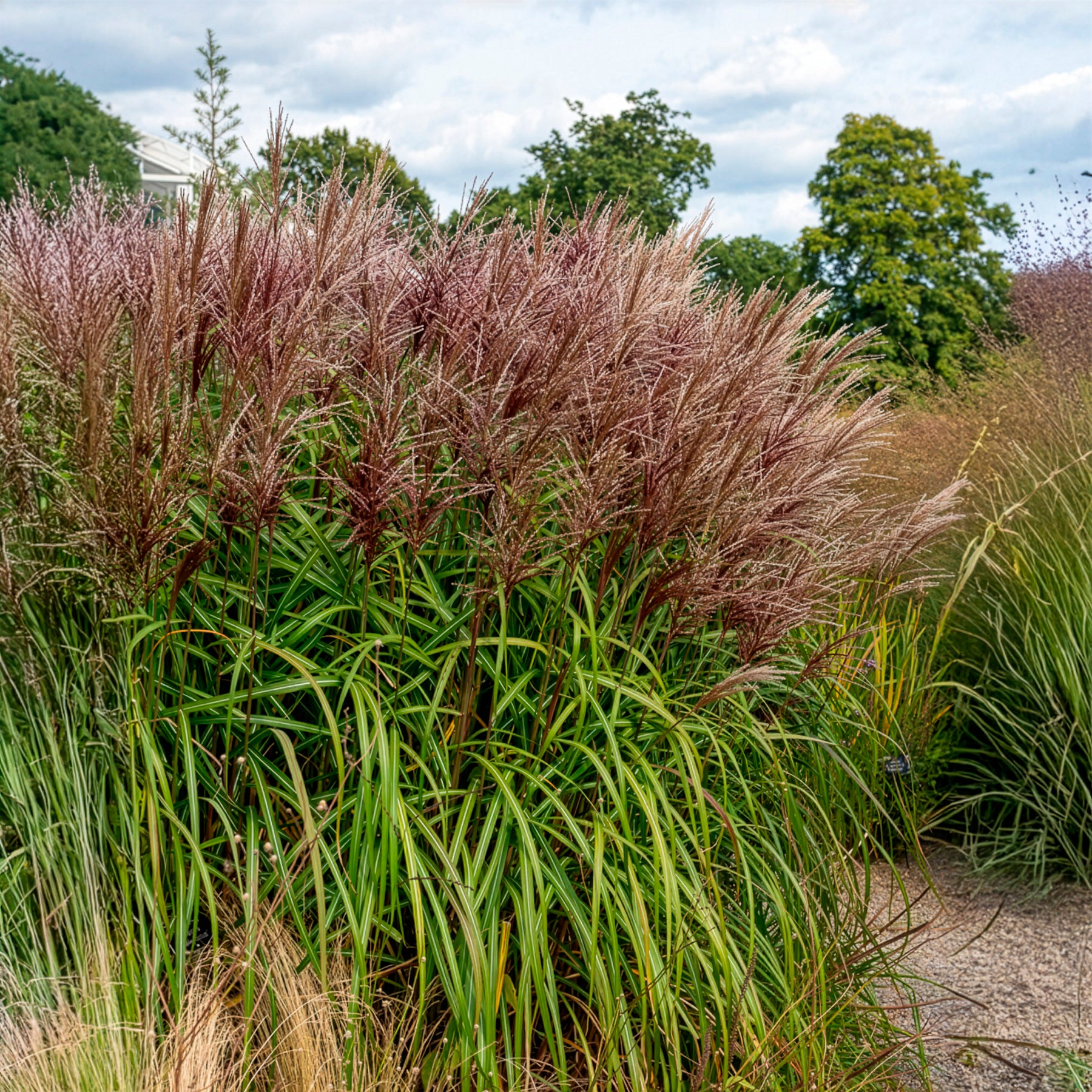 Verkoop Prachtriet 'Malepartus' - Miscanthus sinensis malepartus