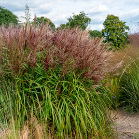 Verkoop Prachtriet 'Malepartus' - Miscanthus sinensis malepartus