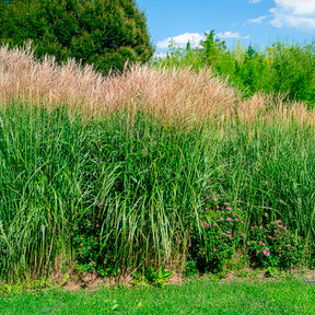 Miscanthus - Chinees riet - Prachtriet Silberfeder - Miscanthus sinensis silberfeder