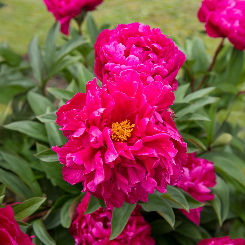 Pioenroos 'Félix Crousse' - Paeonia felix crousse - Willemse