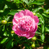 Pioenroos 'Monsieur Jules Elie' - Paeonia lactiflora Monsieur Jules Elie - Willemse