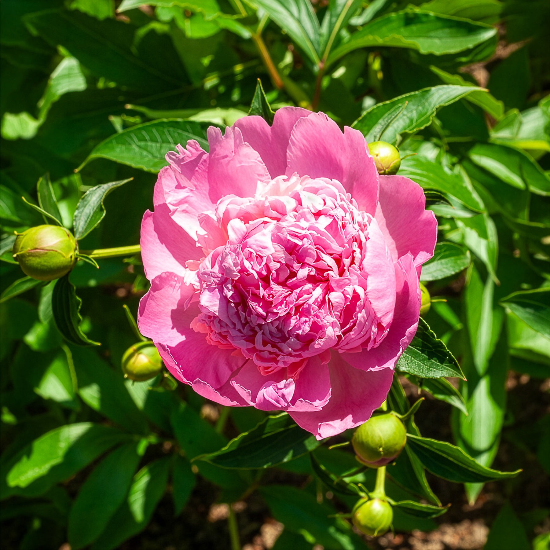 Pioenroos 'Monsieur Jules Elie' - Paeonia lactiflora Monsieur Jules Elie - Willemse