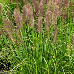 Lampenpoetsersgras 'Japonicum' - Pennisetum alopecuroides japonicum - Willemse