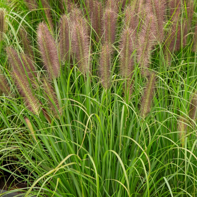 Lampenpoetsersgras 'Japonicum' - Pennisetum alopecuroides japonicum - Willemse