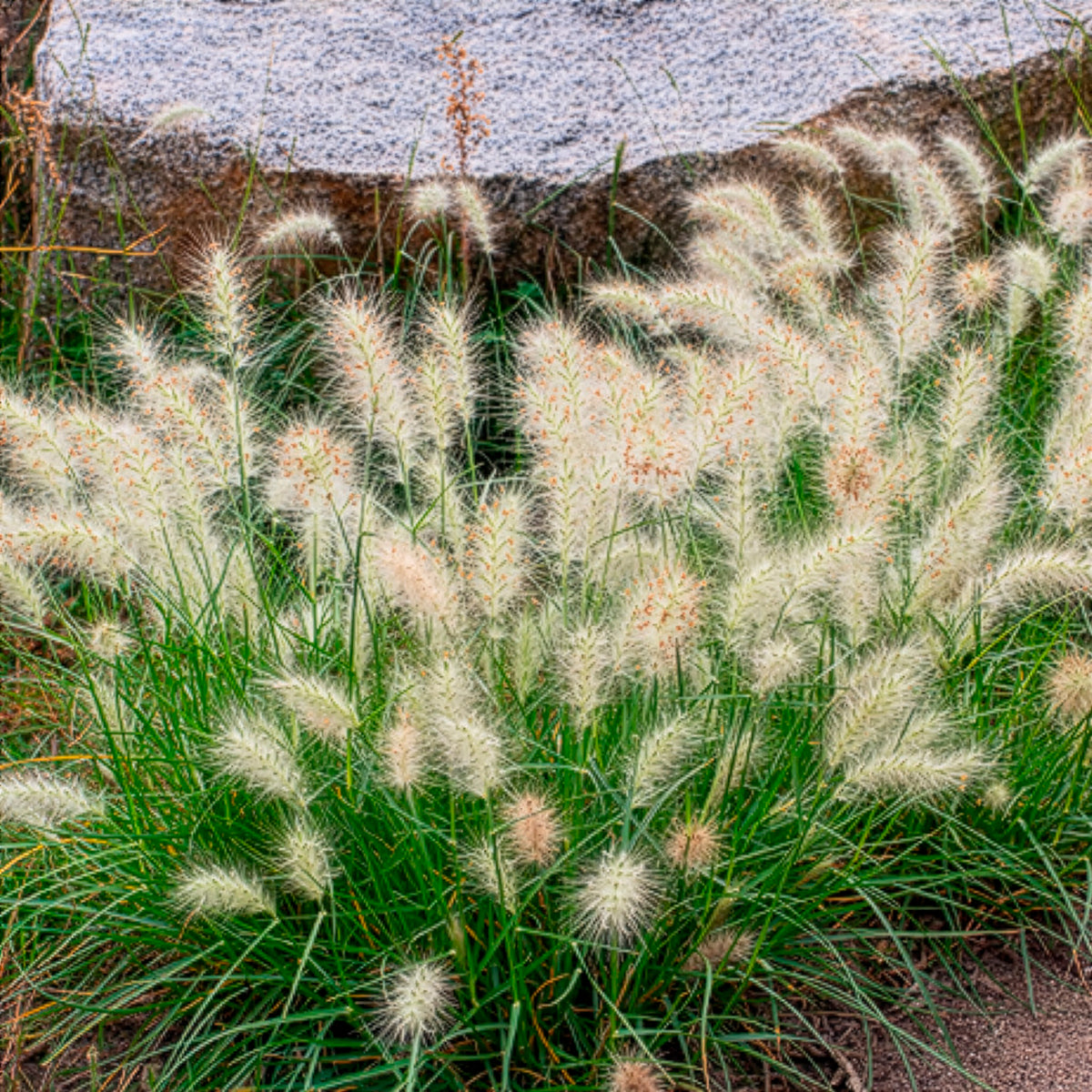 Pennisetum - Lampenpoetsersgras 'Little Bunny' - Pennisetum alopecuroides Little Bunny