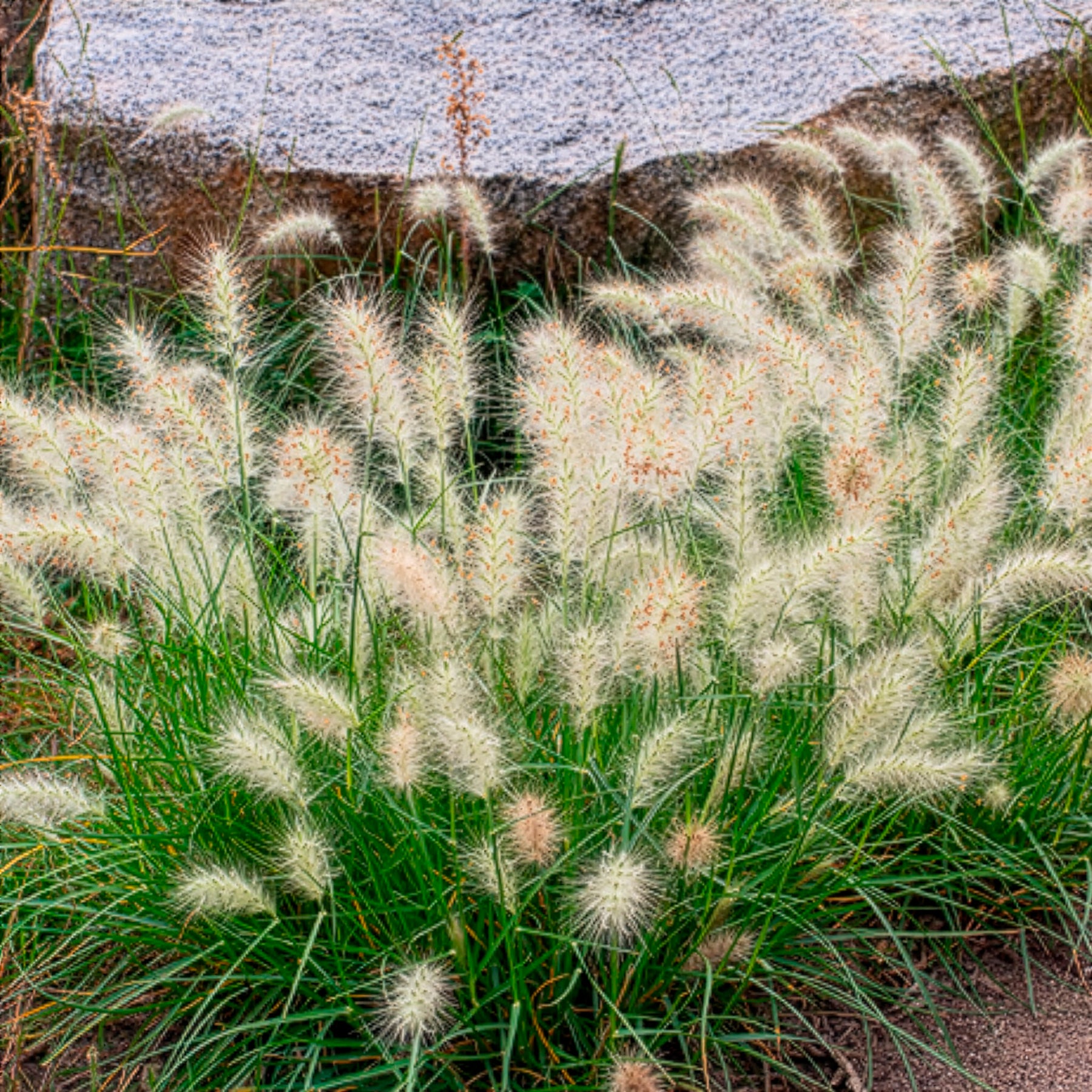 Pennisetum - Lampenpoetsersgras 'Little Bunny' - Pennisetum alopecuroides Little Bunny