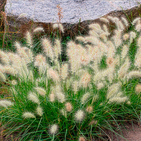 Pennisetum - Lampenpoetsersgras 'Little Bunny' - Pennisetum alopecuroides Little Bunny