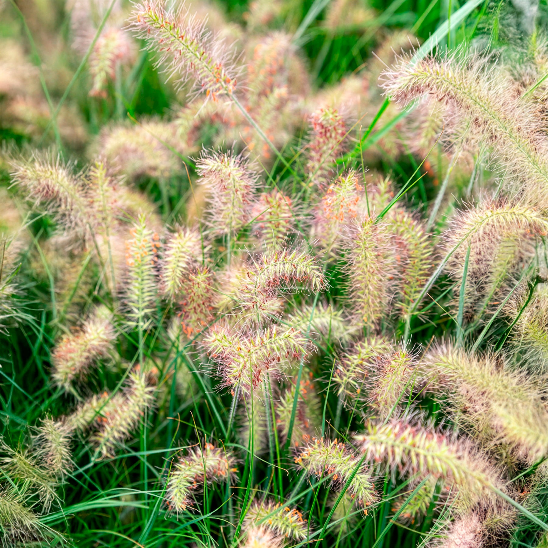Lampenpoetsersgras 'Little Bunny' - Pennisetum alopecuroides Little Bunny - Willemse