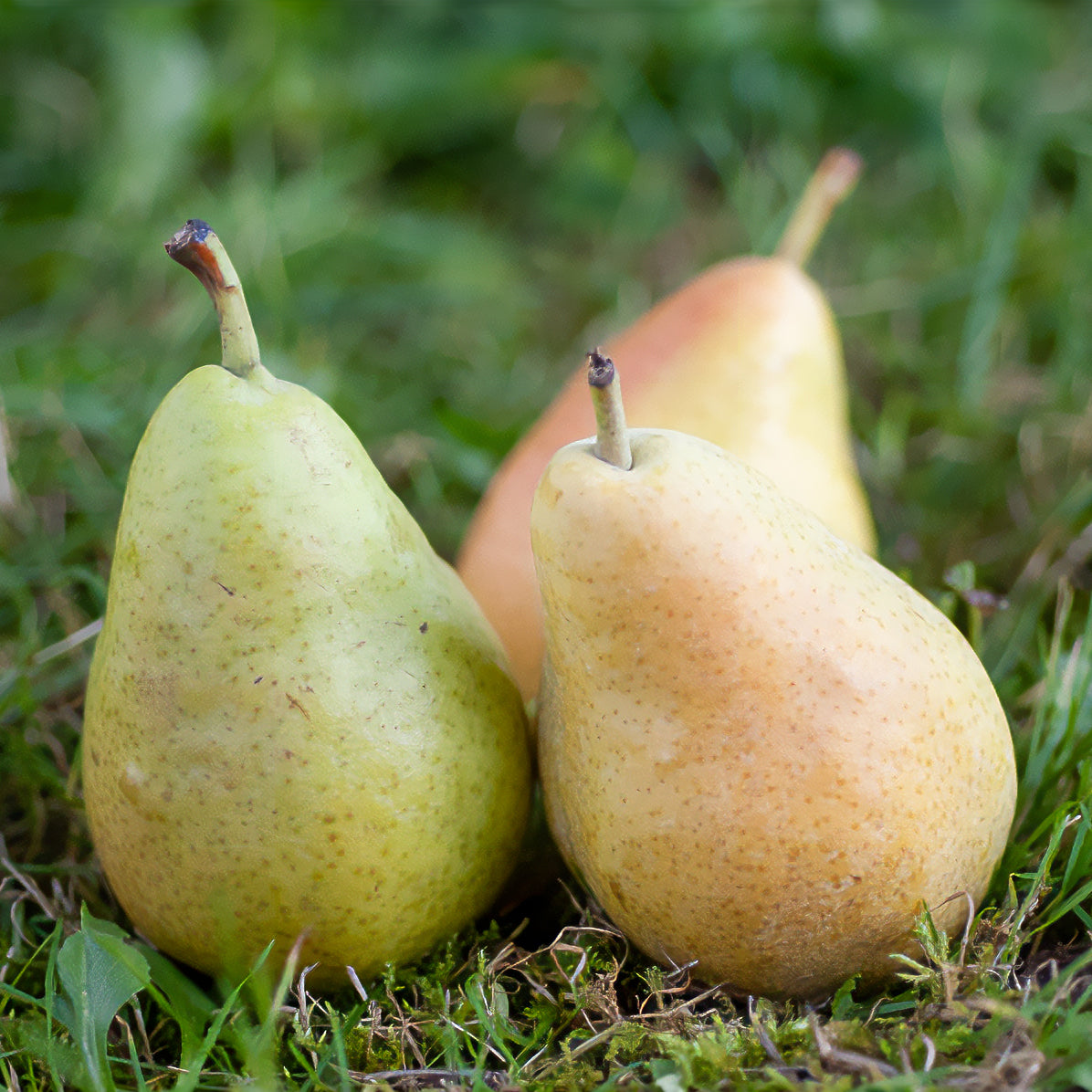 Perenboom 'Dr. Jules Guyot' - Pyrus communis dr. jules guyot - Willemse