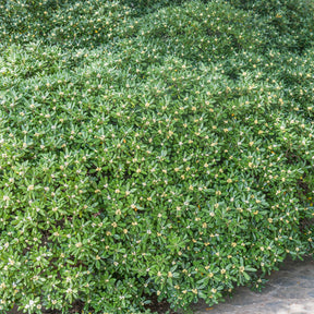 Verkoop Australische Laurier - Pittosporum tobira