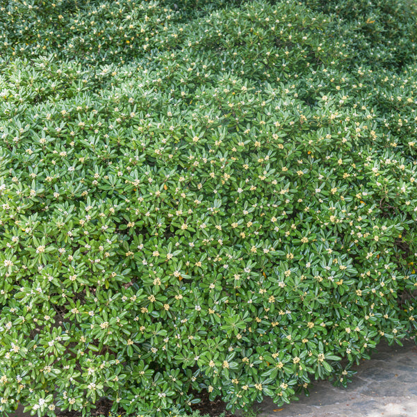 Verkoop Australische Laurier - Pittosporum tobira