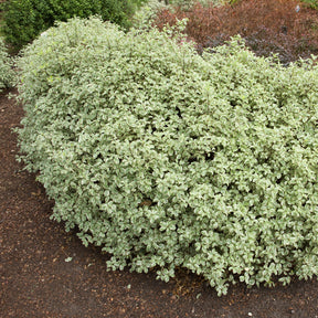 Australische bonte Laurier - Wintergroene heesters - Willemse