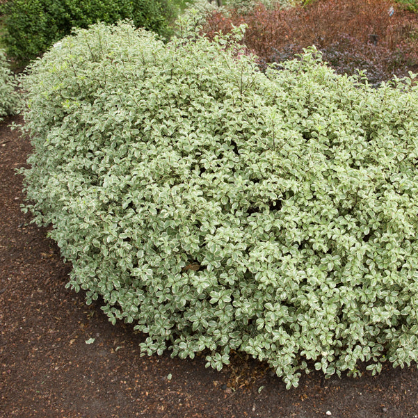 Australische bonte Laurier - Wintergroene heesters - Willemse