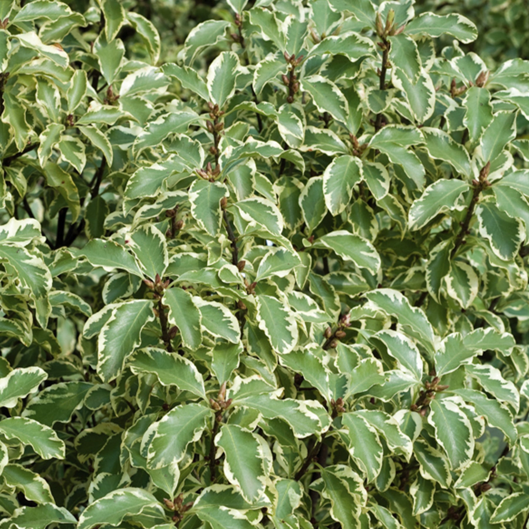 Australische bonte Laurier - Pittosporum tenuifolium Variegatum - Willemse