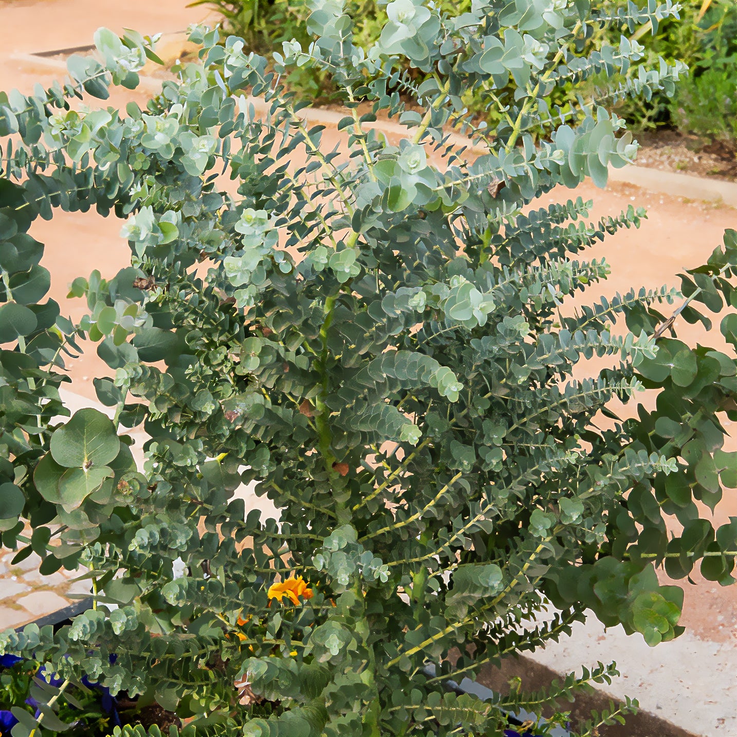 Eucalyptus Silver Dollar - Willemse