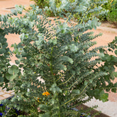 Eucalyptus Silver Dollar - Willemse