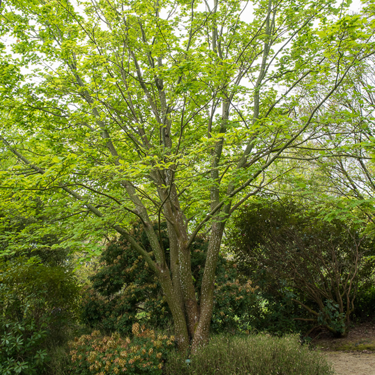 Slangehuid Esdoorn - Willemse