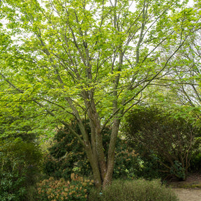 Slangehuid Esdoorn - Willemse