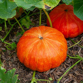Cucurbita maxima - Pompoen 'Etampes' - Moestuinplanten