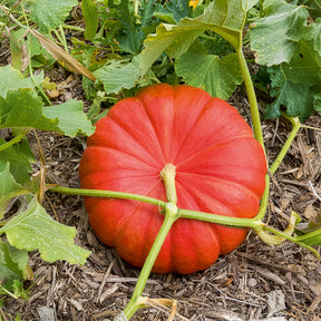 Pompoen 'Etampes' - Willemse