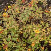 Bonte Hertshooi - Hypericum x moserianum 'tricolor' - Willemse