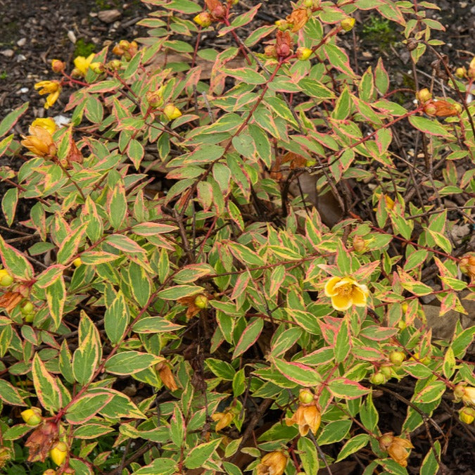Bonte Hertshooi - Hypericum x moserianum 'tricolor' - Willemse