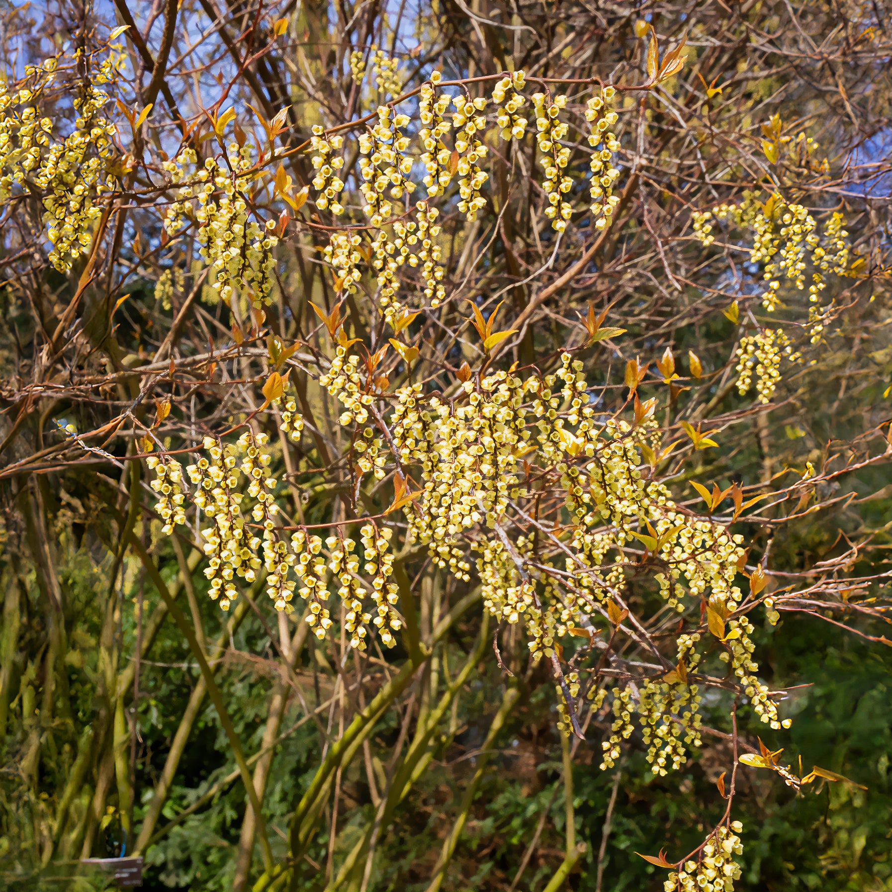 Balkon- en terrasplanten - Staartaar - Stachyurus chinensis Joy Forever