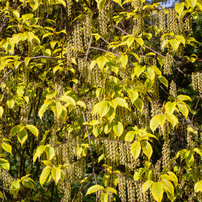 Staartaar - Stachyurus chinensis Joy Forever - Willemse