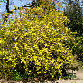 Staartaar - Willemse