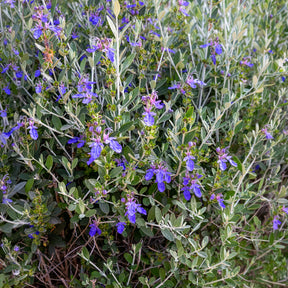 Gamander 'Azureum' - Willemse