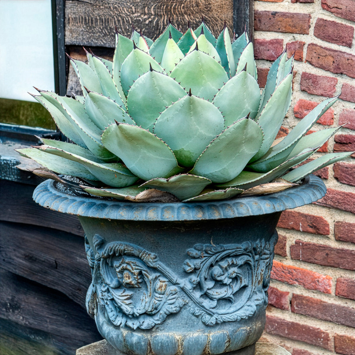Agave parryi - Willemse