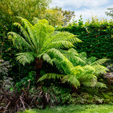 Tasmaanse boomvaren - Dicksonia antarctica - Willemse