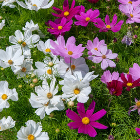 Cosmos 'Sensation' - Willemse