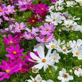 Verkoop Cosmos 'Sensation' - Cosmos bipinnatus