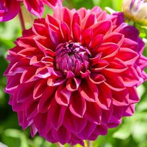 Dahlia Mix 'Grootbloemig' (x5) - Dahlia 'Diva', 'Clair Obscure', 'Mistery Day', 'Seduction', 'Luka Johanna' - Willemse