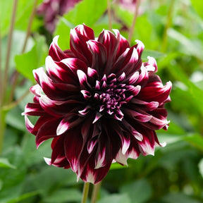 Dahlia  - Dahlia Mix 'Grootbloemig' (x5) - Dahlia 'Diva', 'Clair Obscure', 'Mistery Day', 'Seduction', 'Luka Johanna'