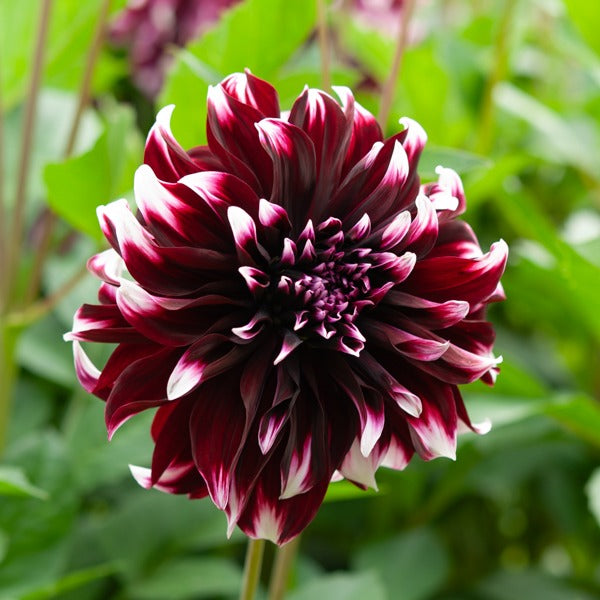 Dahlia  - Dahlia Mix 'Grootbloemig' (x5) - Dahlia 'Diva', 'Clair Obscure', 'Mistery Day', 'Seduction', 'Luka Johanna'