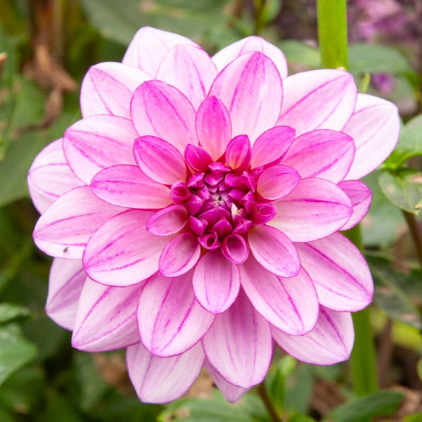 Verkoop Dahlia Mix 'Grootbloemig' (x5) - Dahlia 'Diva', 'Clair Obscure', 'Mistery Day', 'Seduction', 'Luka Johanna'