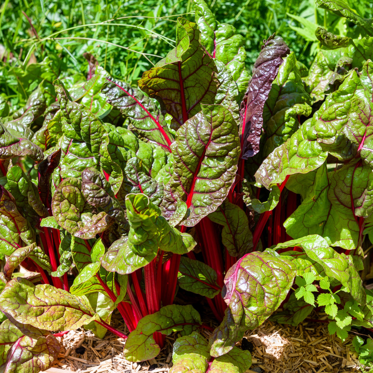 Snijbiet 'Rhubarb Chard'