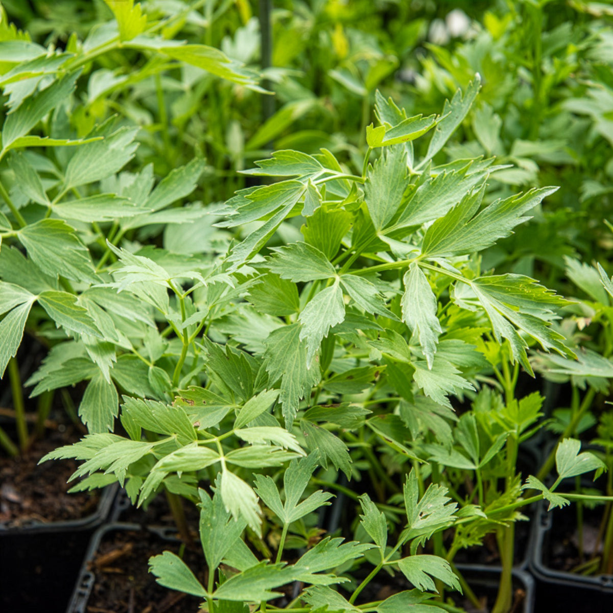 Lavas - BIO - Levisticum officinalis - Willemse