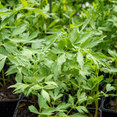 Lavas - BIO - Levisticum officinalis - Willemse