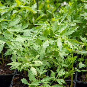Lavas - BIO - Levisticum officinalis - Willemse