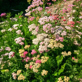 Duizendblad Achillea millefolium Summer Pastels FMix - Achillea millefolium summer pastels f2 - Willemse