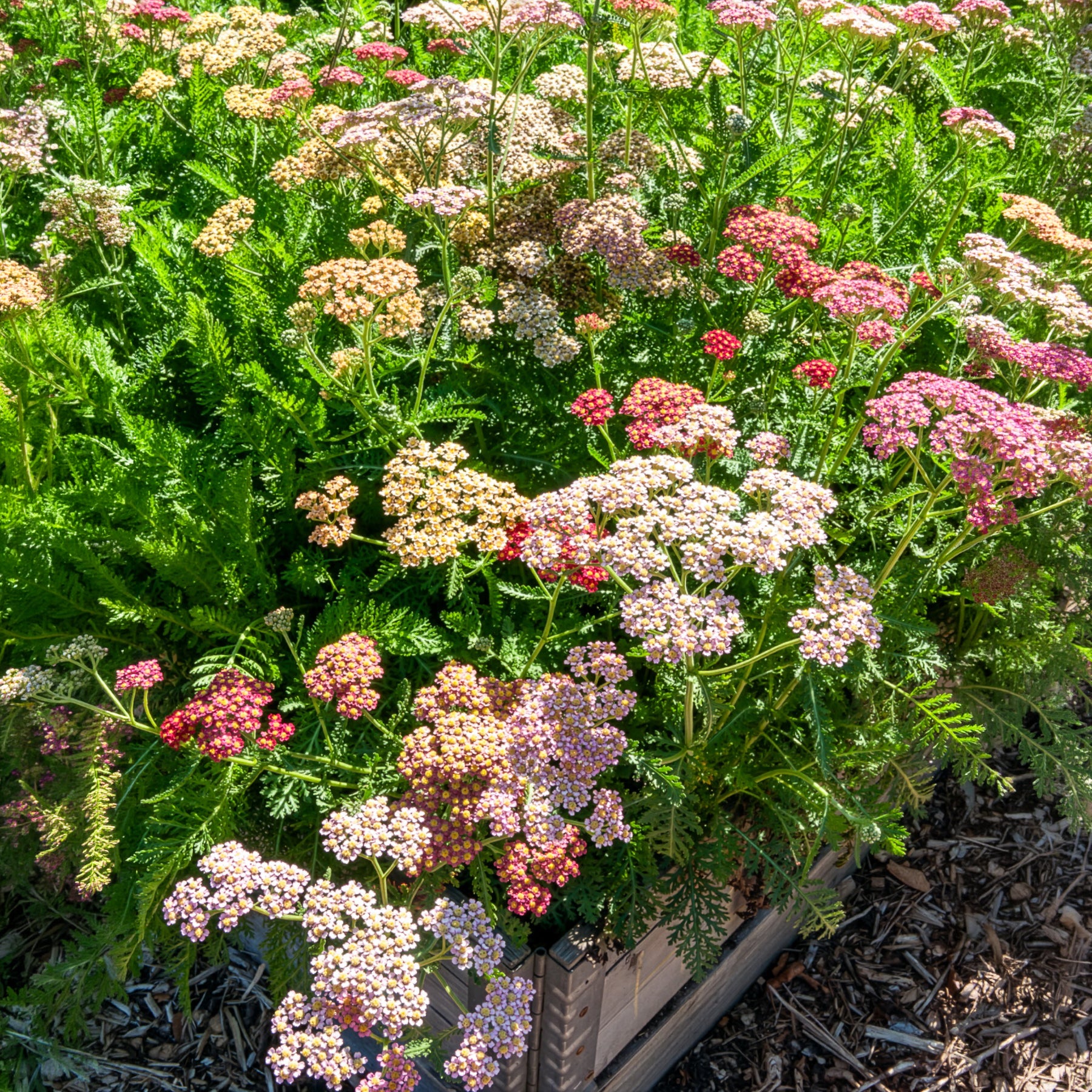 Duizendblad Achillea millefolium Summer Pastels FMix - Willemse