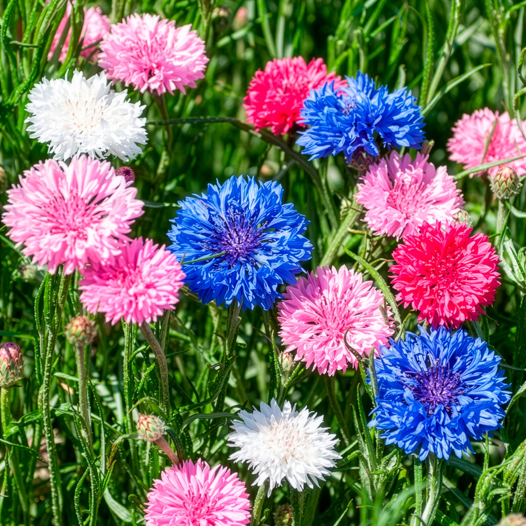 Dubbelbloemige korenbloem Mix - Willemse