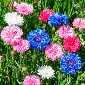 Dubbelbloemige korenbloem Mix - Willemse