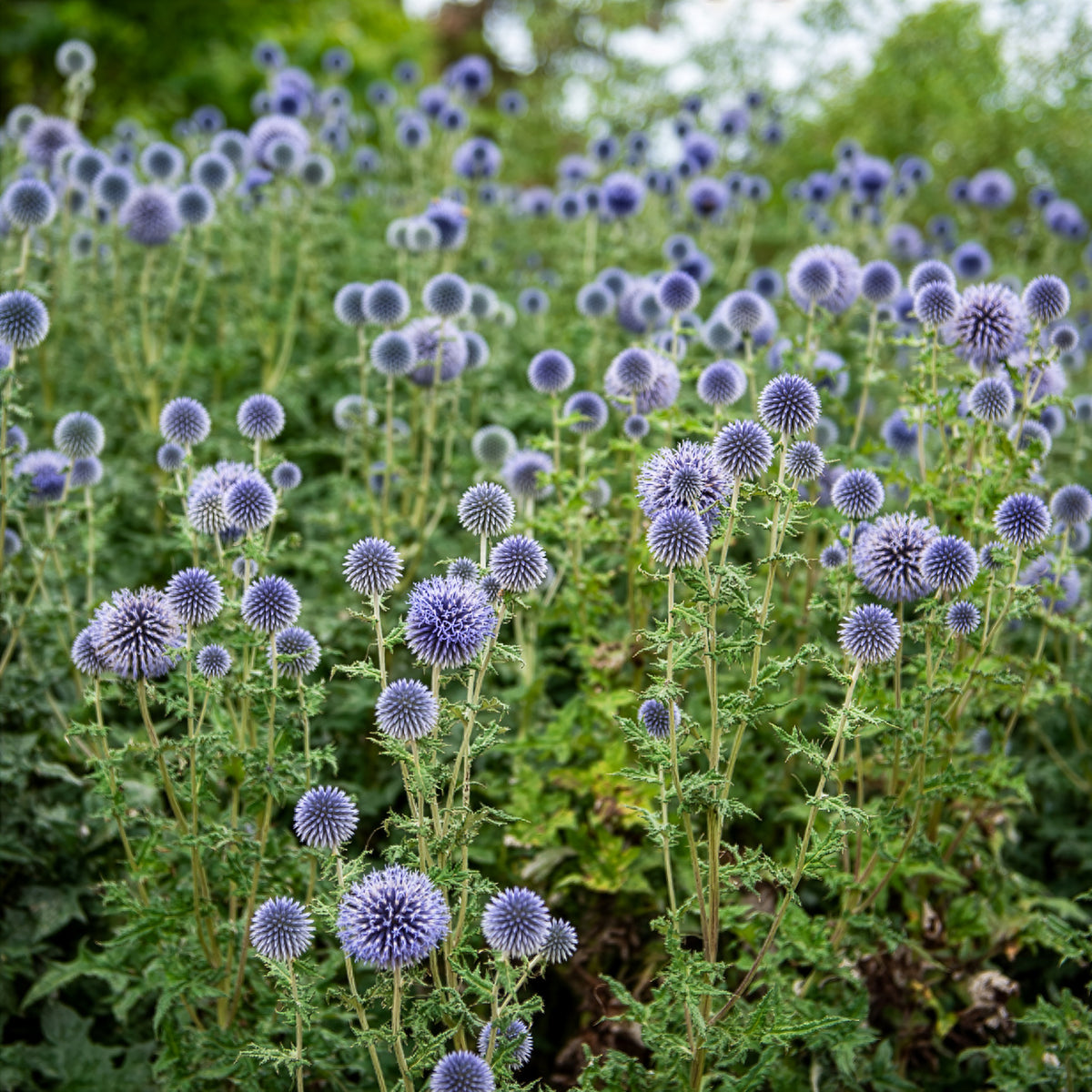Kogeldistel 'Boule Azurée' - Echinops ritro - Willemse