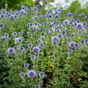 Kogeldistel 'Boule Azurée' - Echinops ritro - Willemse
