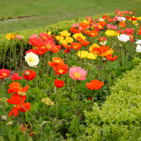 Papaver nudicaule - Klaproos Mix 'Artist's Glory' - Terras en balkon